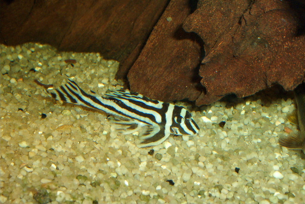 Zebra pleco (Hypancistrus zebra)