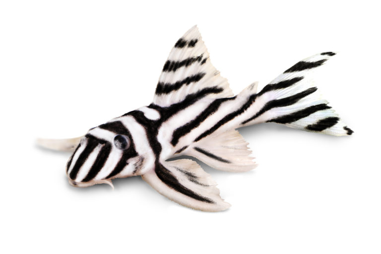 Zebra pleco (Hypancistrus zebra)