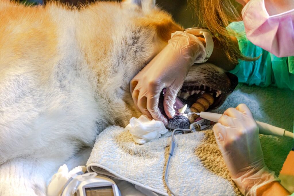 Anestesia en perros
