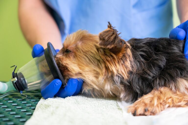 Anestesia en perros