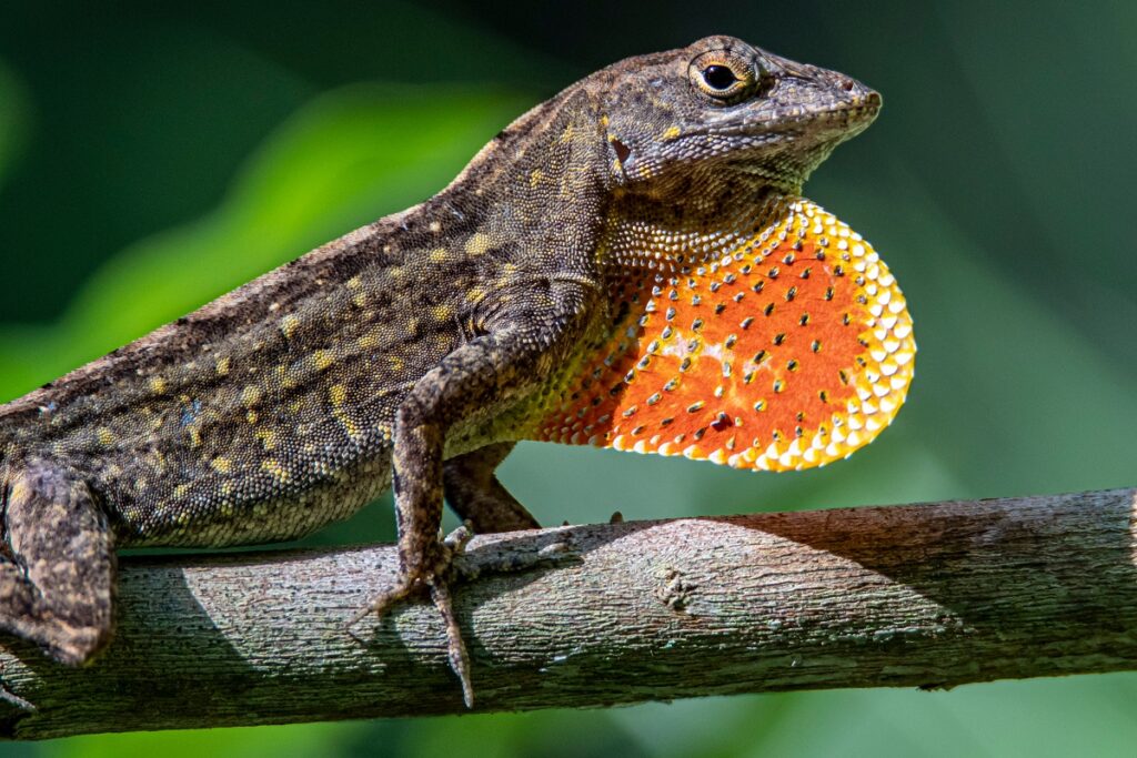 Anolis carolinensis