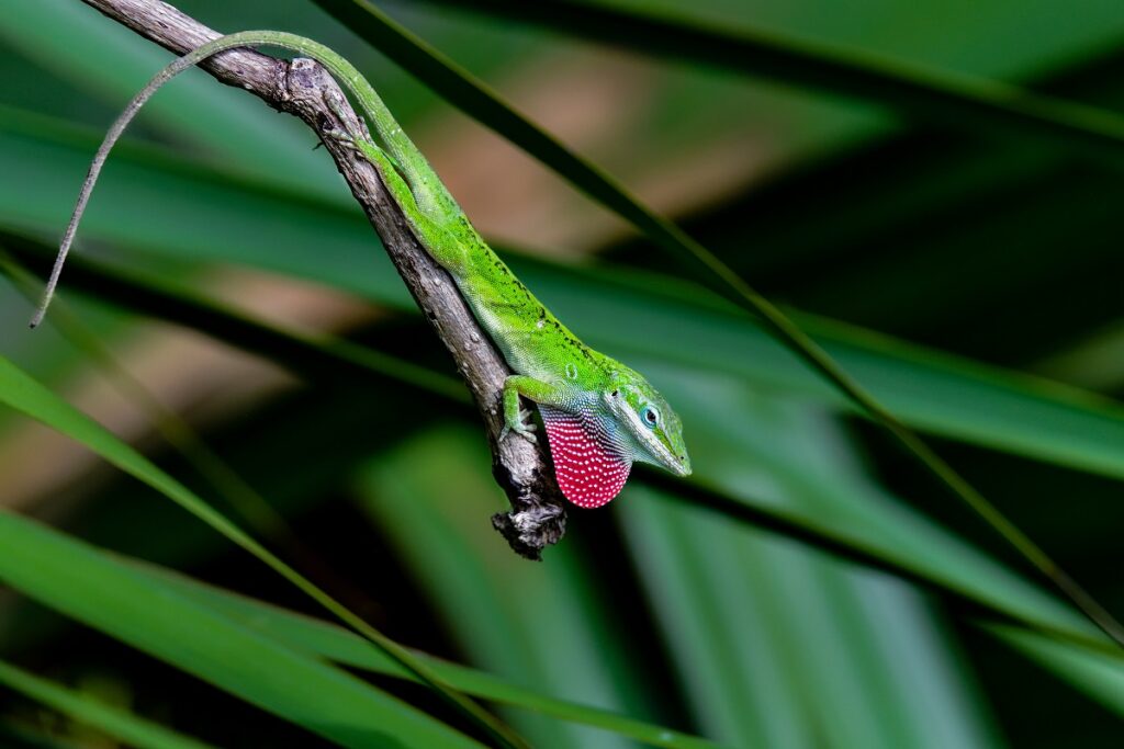 Anolis carolinensis