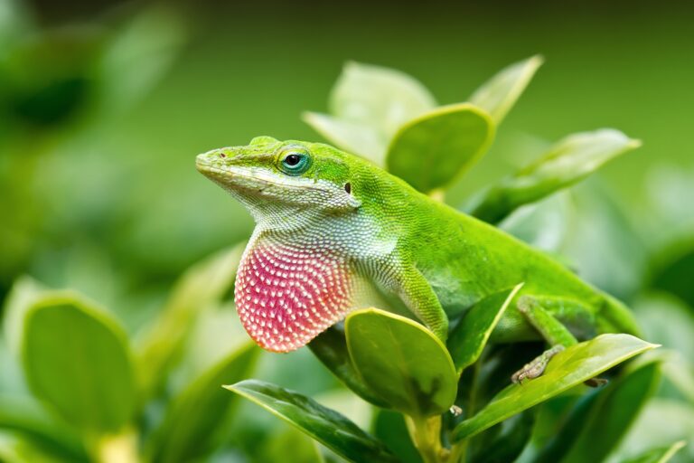 Anolis carolinensis