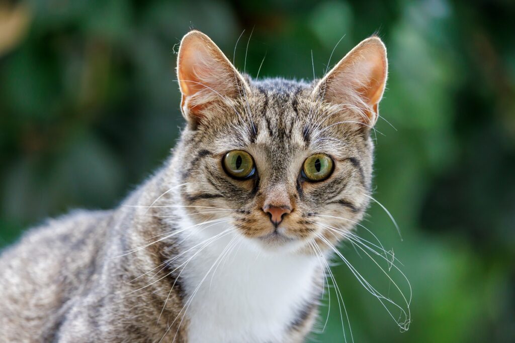 Bigotes de gato