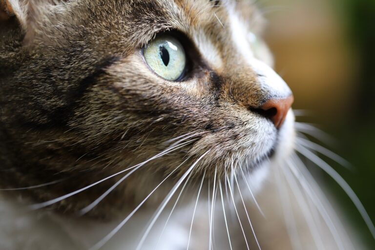 Bigotes de gato