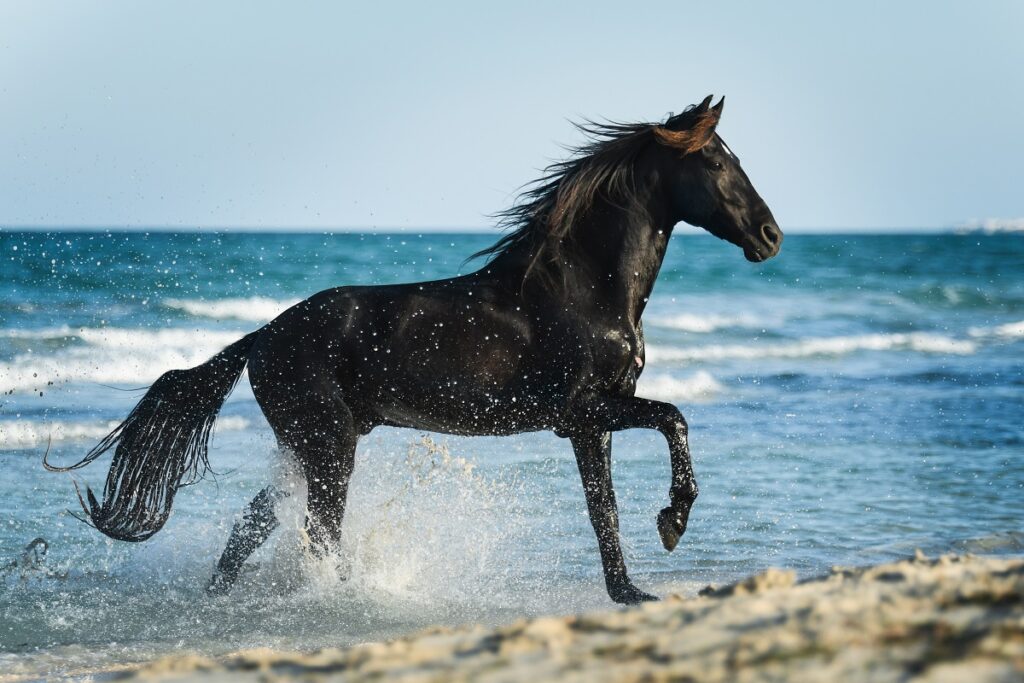 Caballo bereber