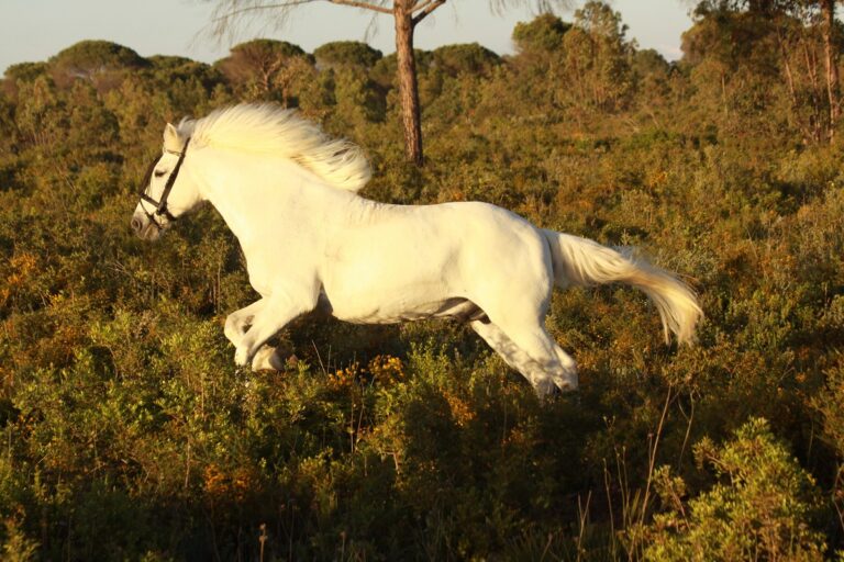 Caballo bereber