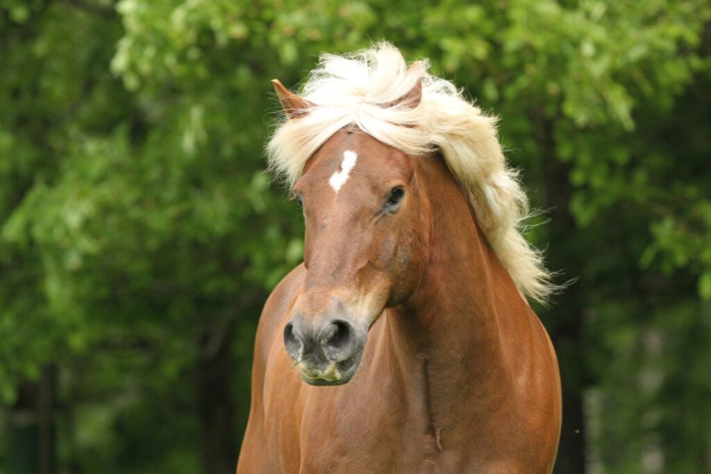 Caballo black forest