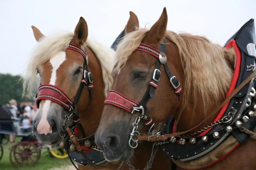 Caballo black forest