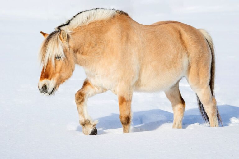 Caballo fiordo noruego