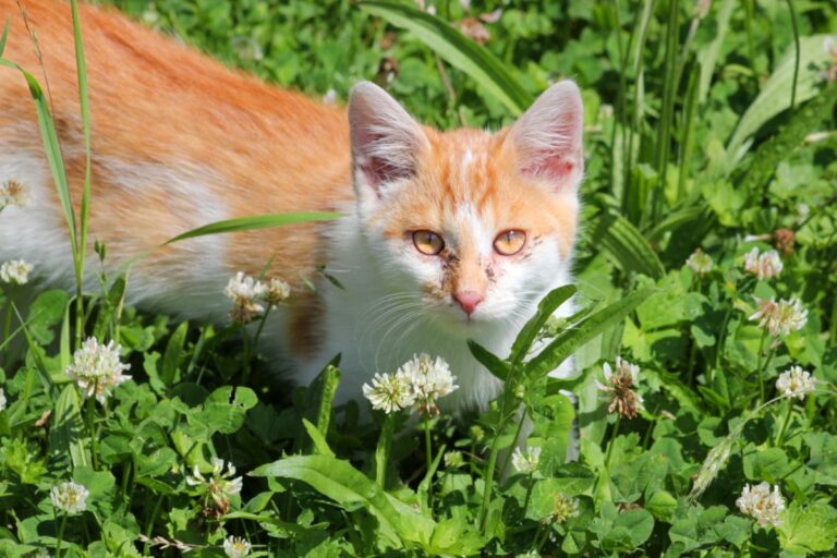 Calicivirus en gatos