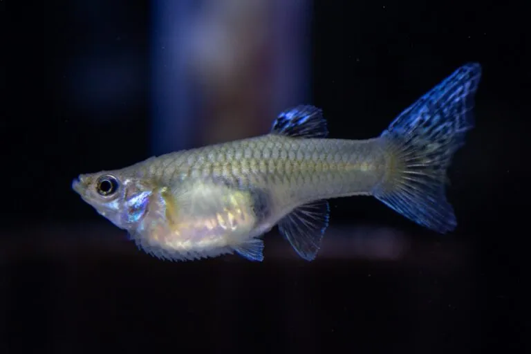 Hidropesía en peces Hidropesía en peces