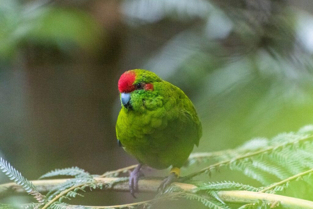 Kakariki (Cyanoramphus novaezelandiae) Kakariki (Cyanoramphus novaezelandiae)