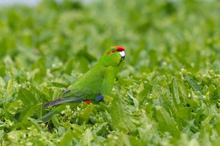 Kakariki (Cyanoramphus novaezelandiae) Kakariki (Cyanoramphus novaezelandiae)