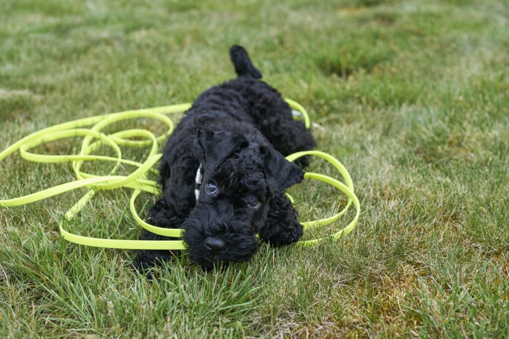 Kerry blue terrier