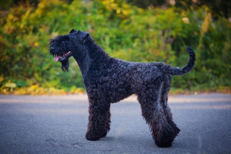 Kerry blue terrier Kerry blue terrier