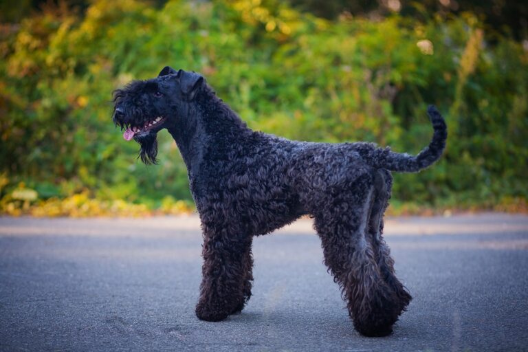 Kerry blue terrier