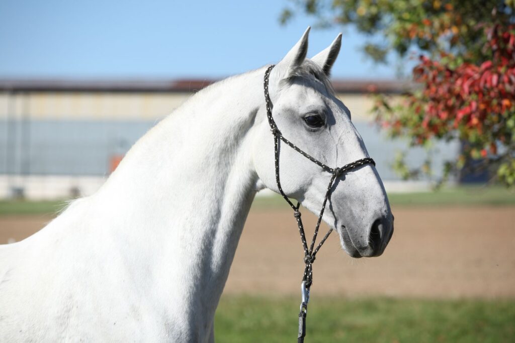 Lipizzaner