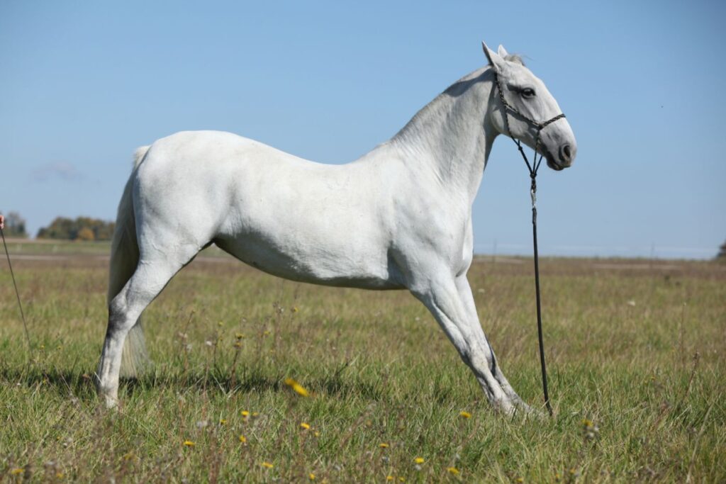 Lipizzaner