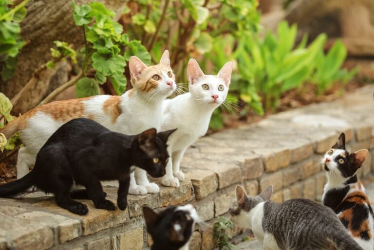 Patrones del pelaje y colores del gato