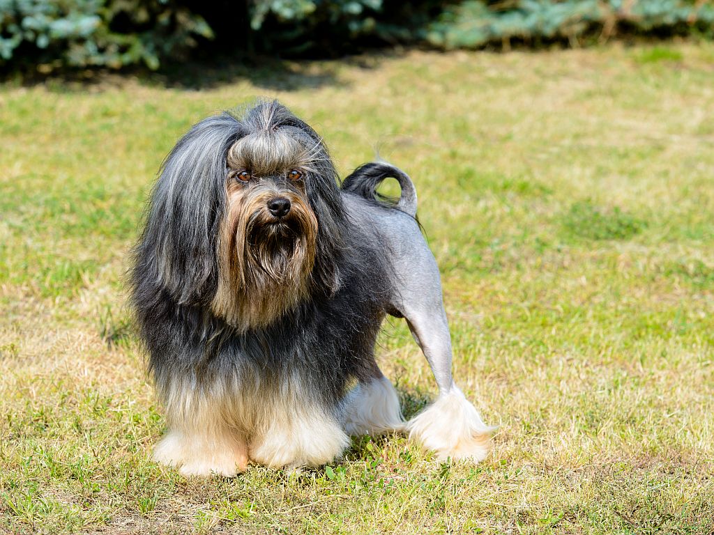 Pequeño perro león