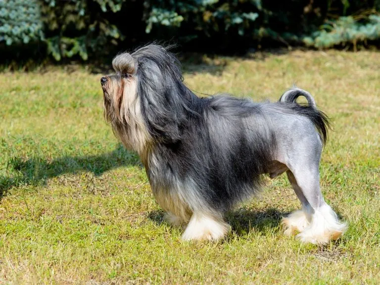 Pequeño perro león