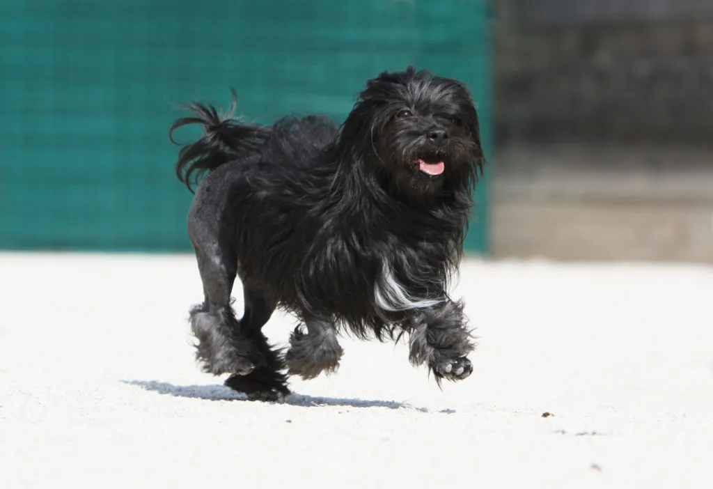 Pequeño perro león