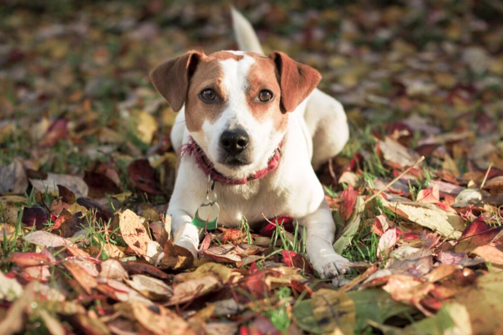 Perro de granja danés y sueco