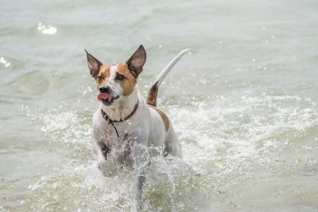 Perro de granja danés y sueco