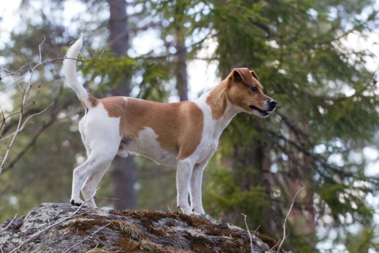 Perro de granja danés y sueco