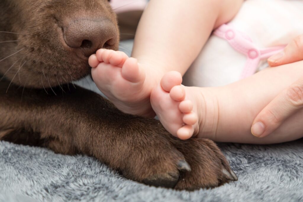 Perros y bebés