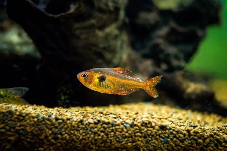 Punto blanco en peces Punto blanco en peces