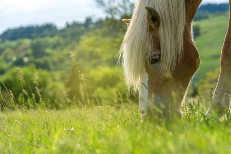 Qué comen los caballos