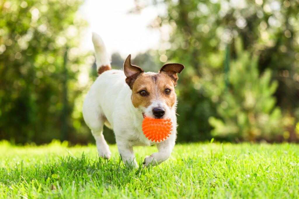 Coprofagia en perros: qué hacer cuando mi perro come caca