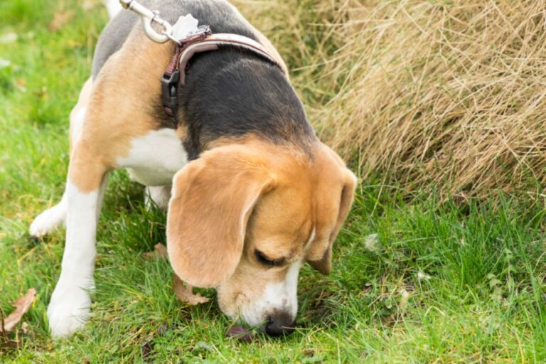 Coprofagia en perros: qué hacer cuando mi perro come caca
