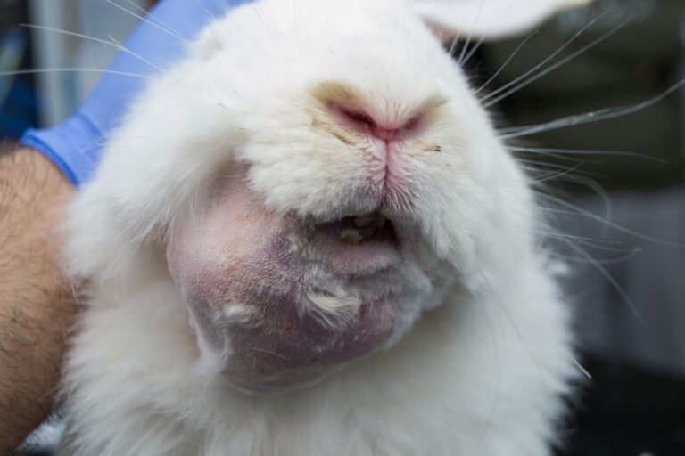 Abscesos en conejos