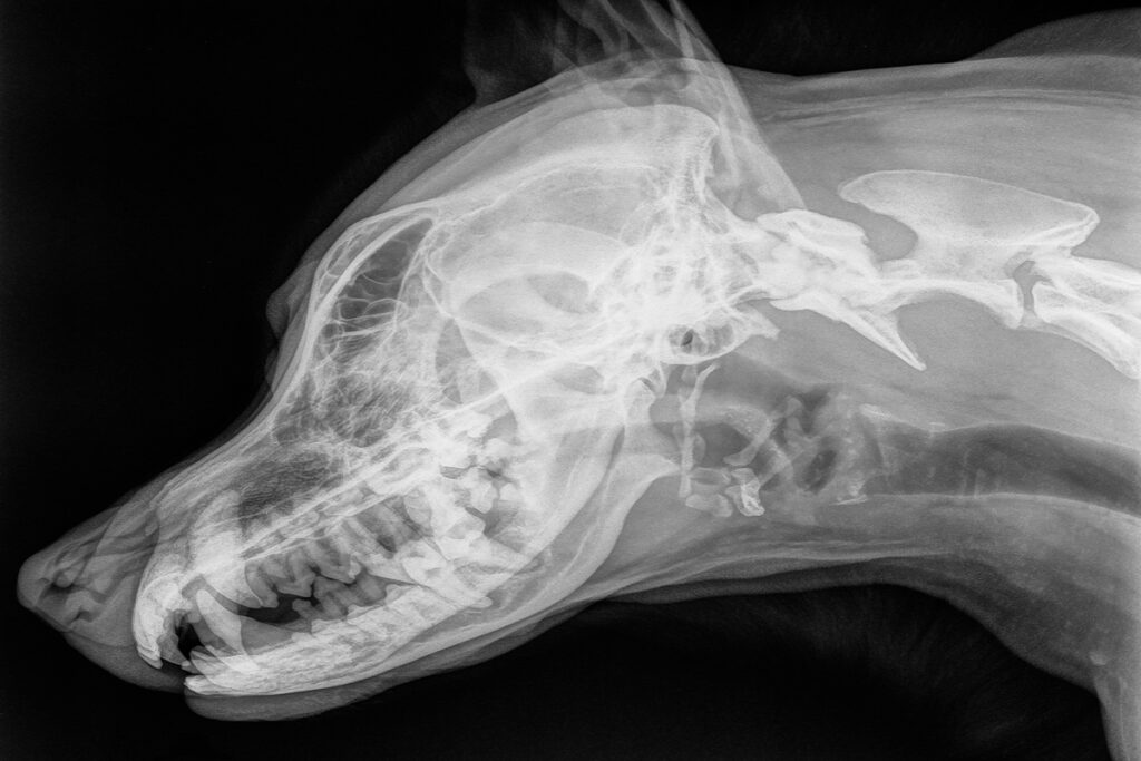 Röntgenuntersuchung beim Hund