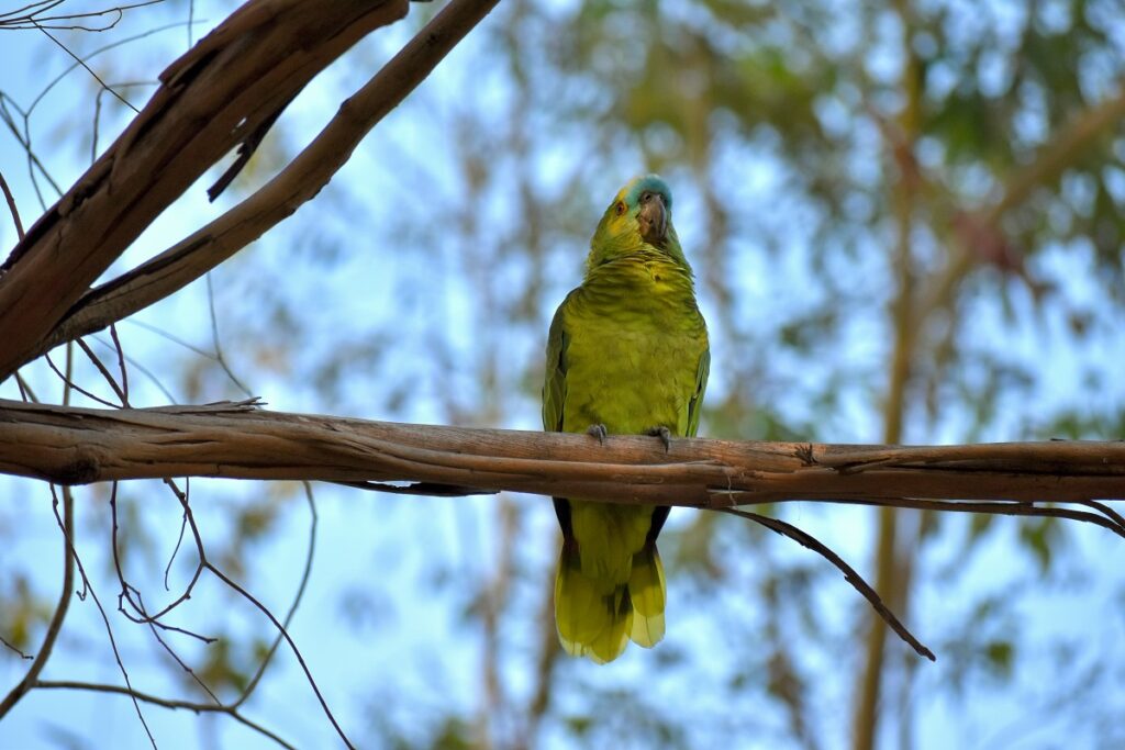 Amazona aestiva