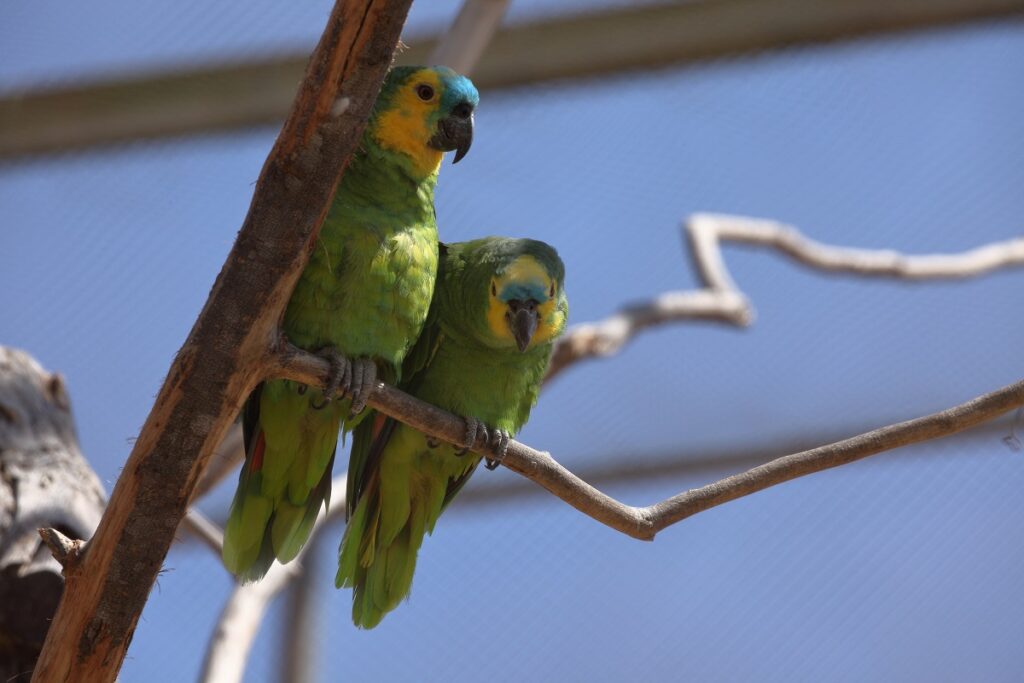 Amazona aestiva