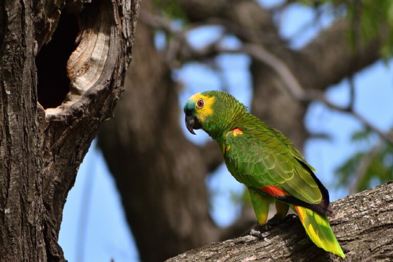 Amazona aestiva