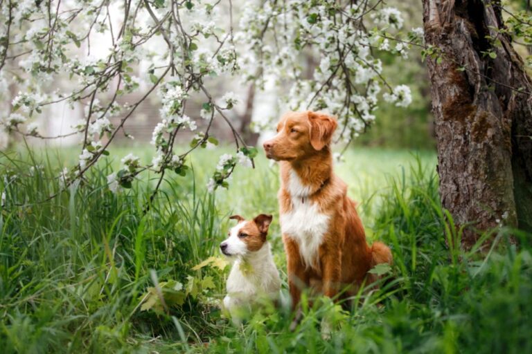 Babesiosis en perros