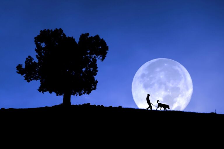 Cómo afecta la luna llena a los perros