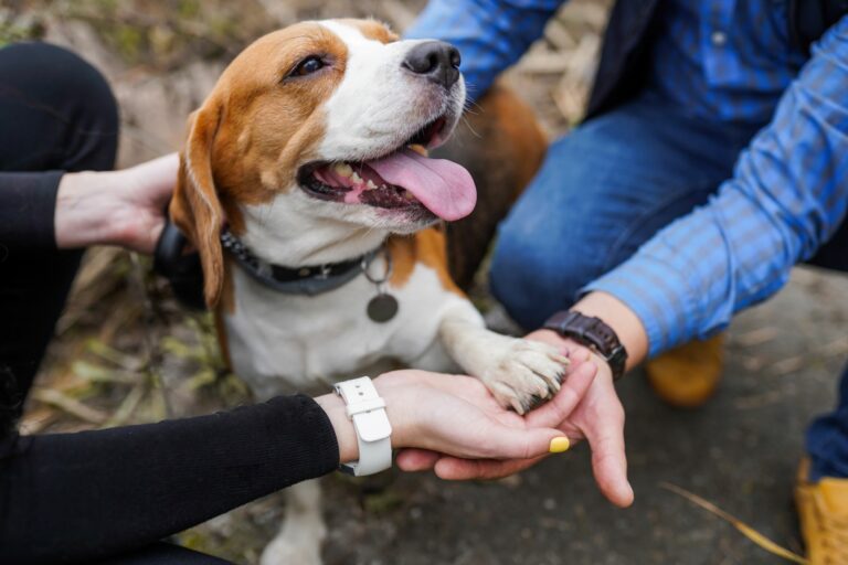 Custodia compartida de perros