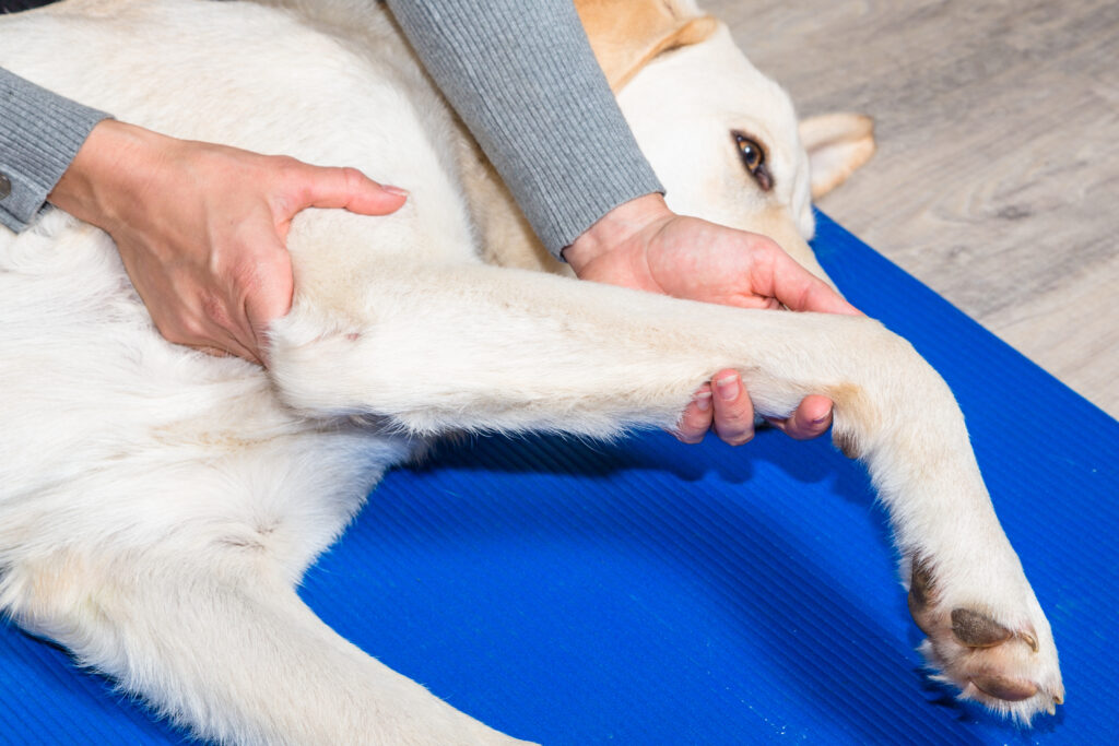 Dolor articular en perros