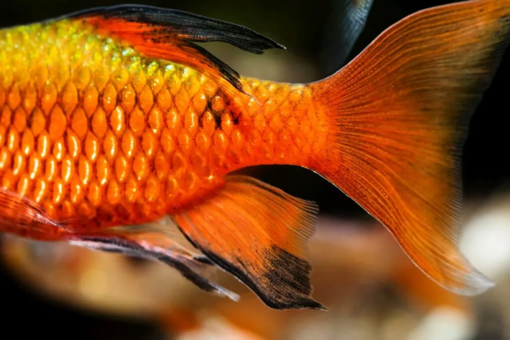 Enfermedad bubónica en peces Enfermedad bubónica en peces