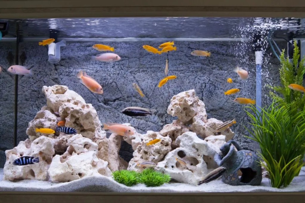 Enfermedad bubónica en peces Enfermedad bubónica en peces
