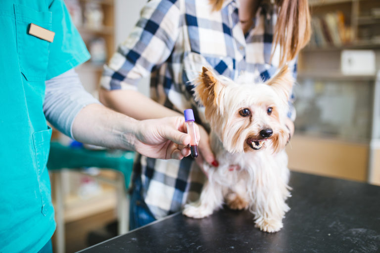 Enfermedades hormonales en perros