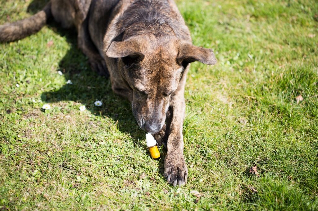 Flores de Bach para perros