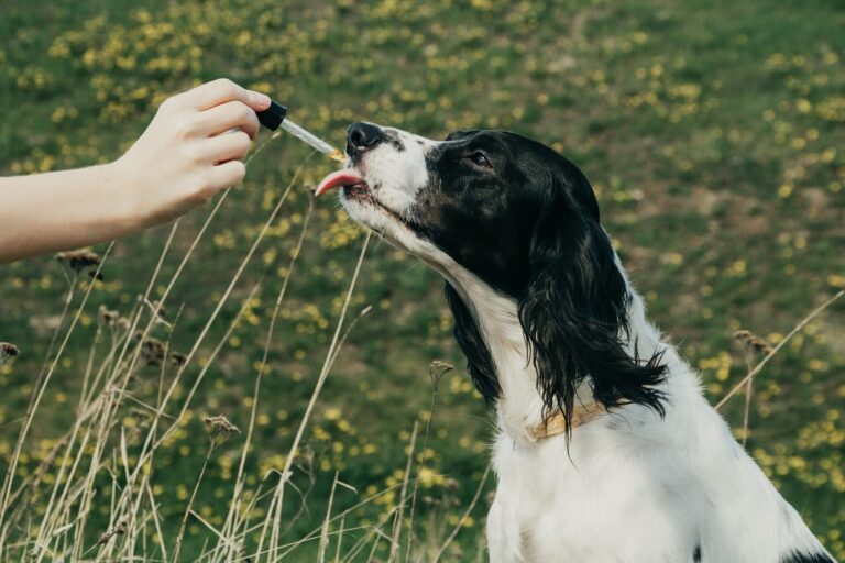 Flores de Bach para perros