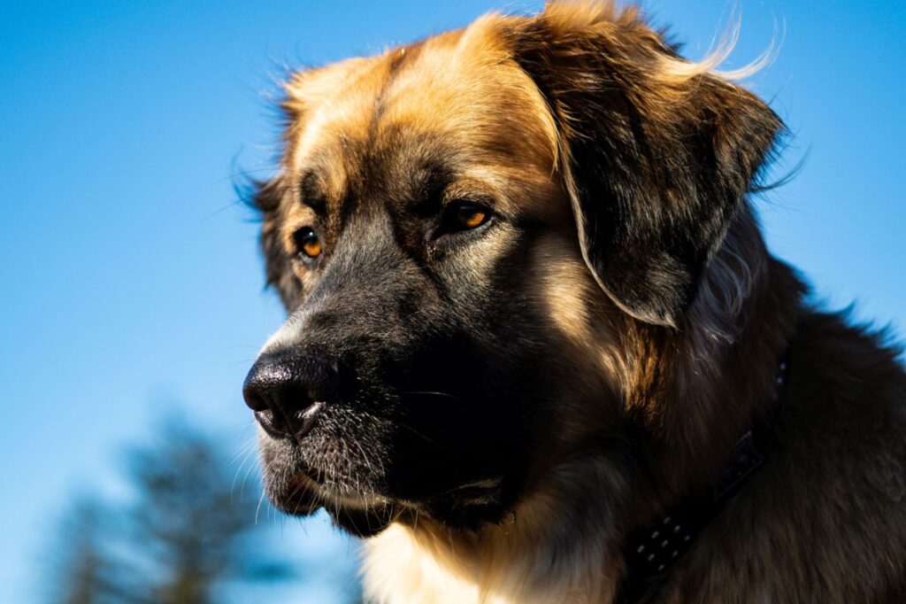 Germanischer bärenhund